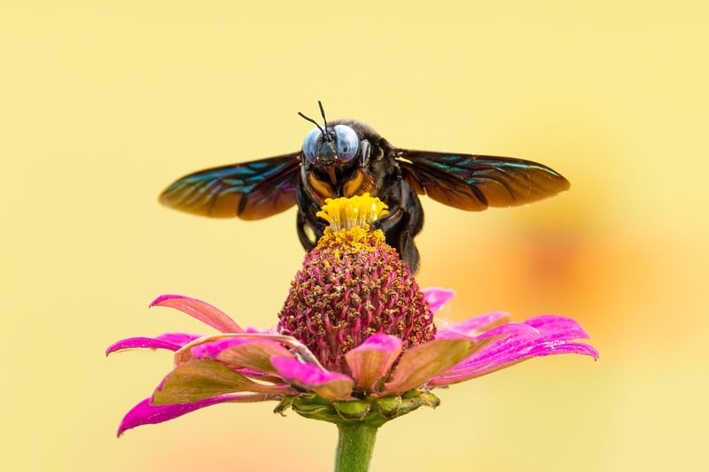 Garden Pest