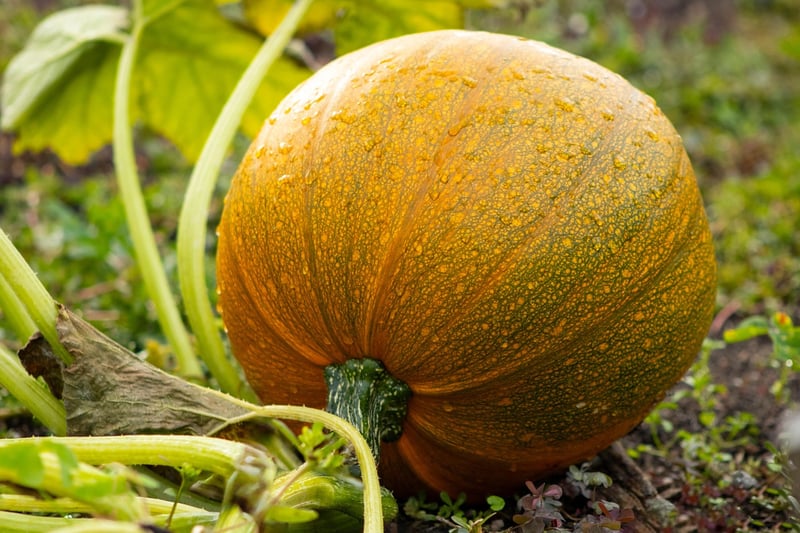 Autumn Harvest
