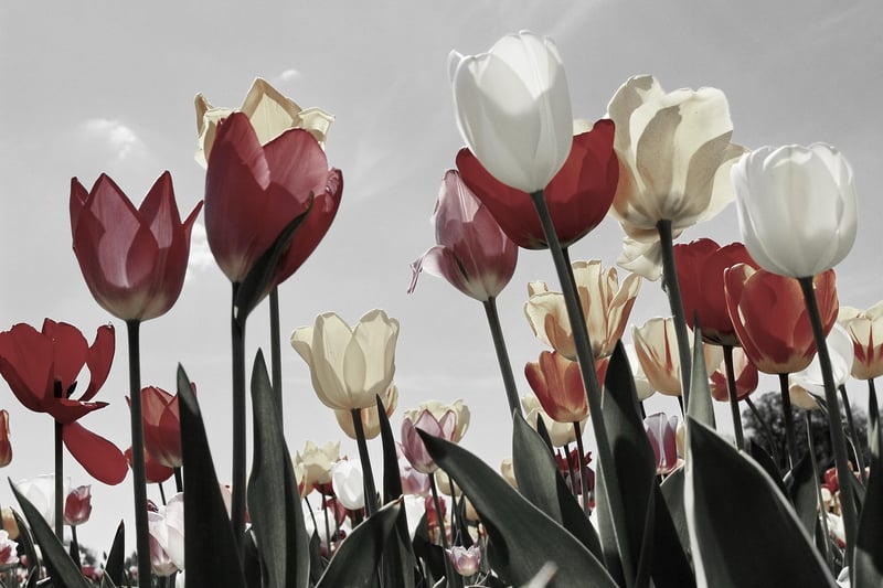 Tulips in Spring Garden