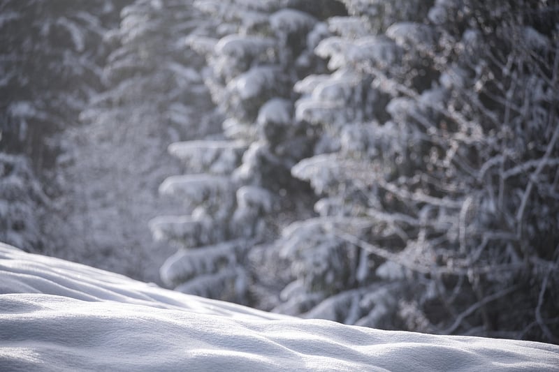 Winter Wonderland